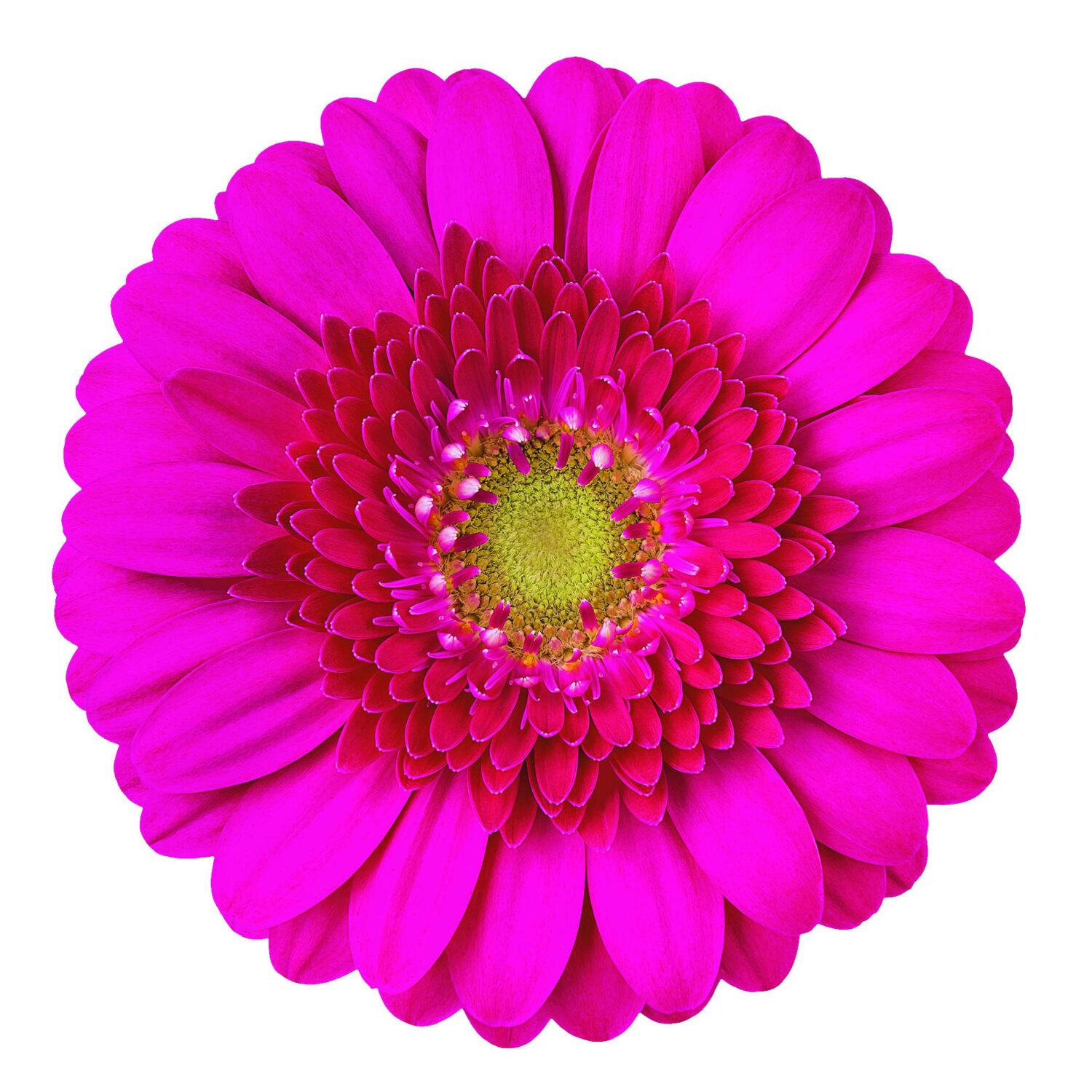 Caressa