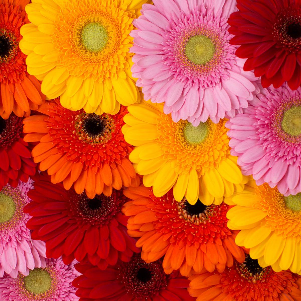 Assortiment Gerbera Kwekerij Esmeralda Rijnsburg Bollenstreek