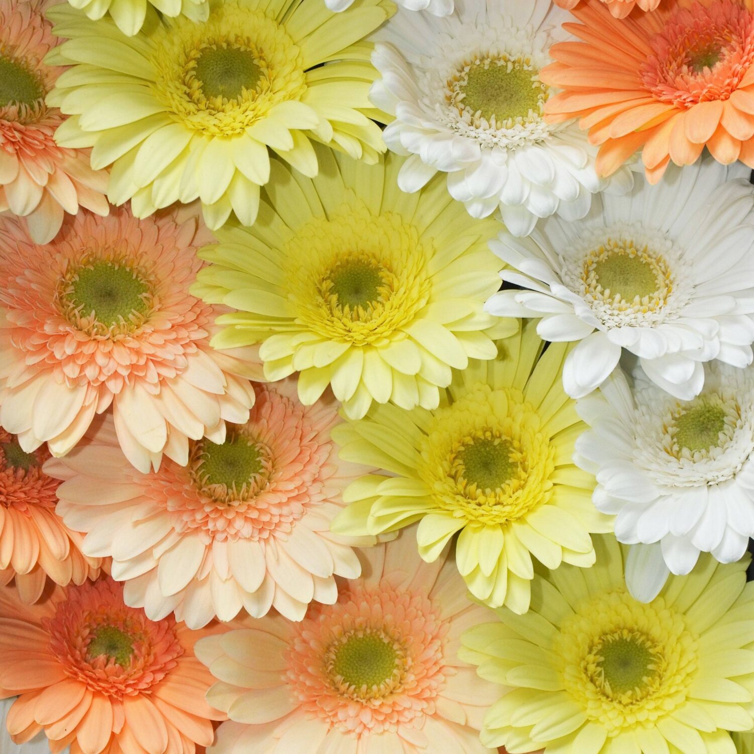 Mini mix Mariage