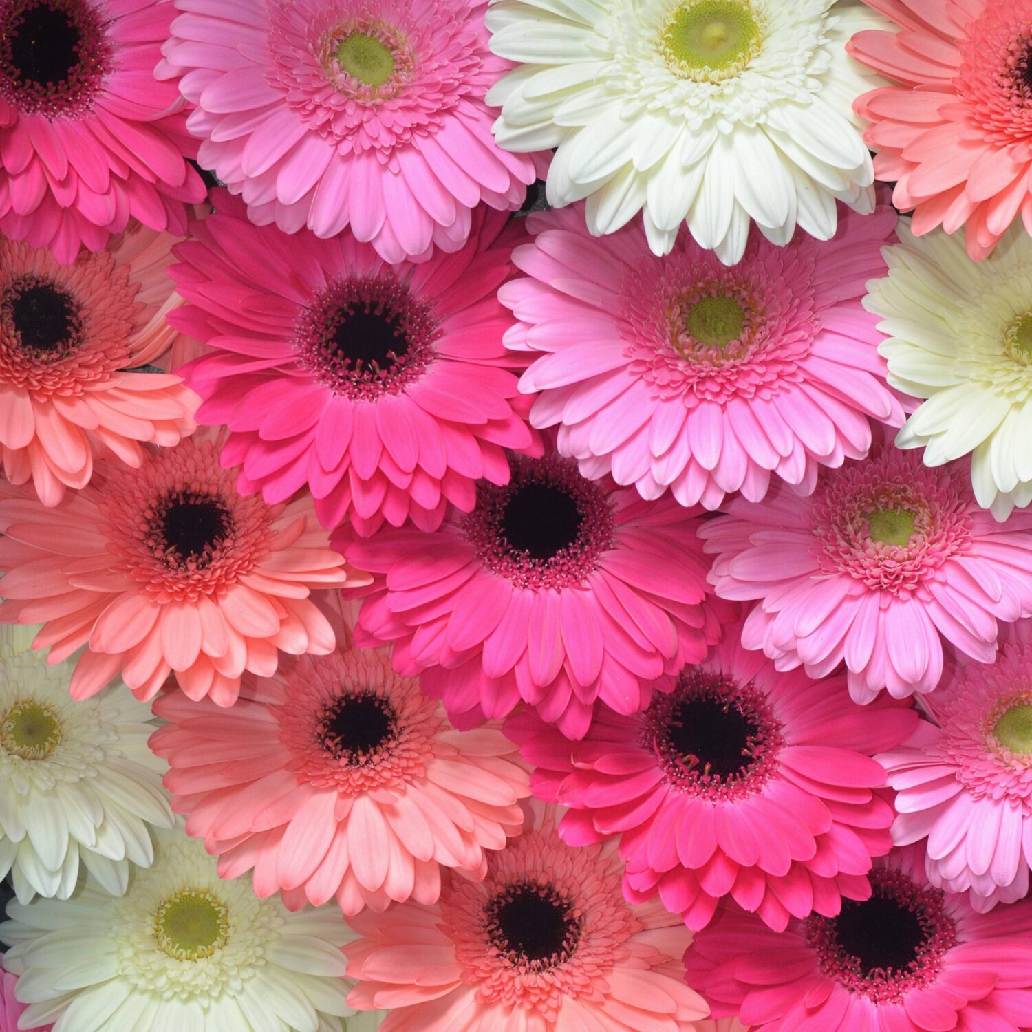 Mix Pastel