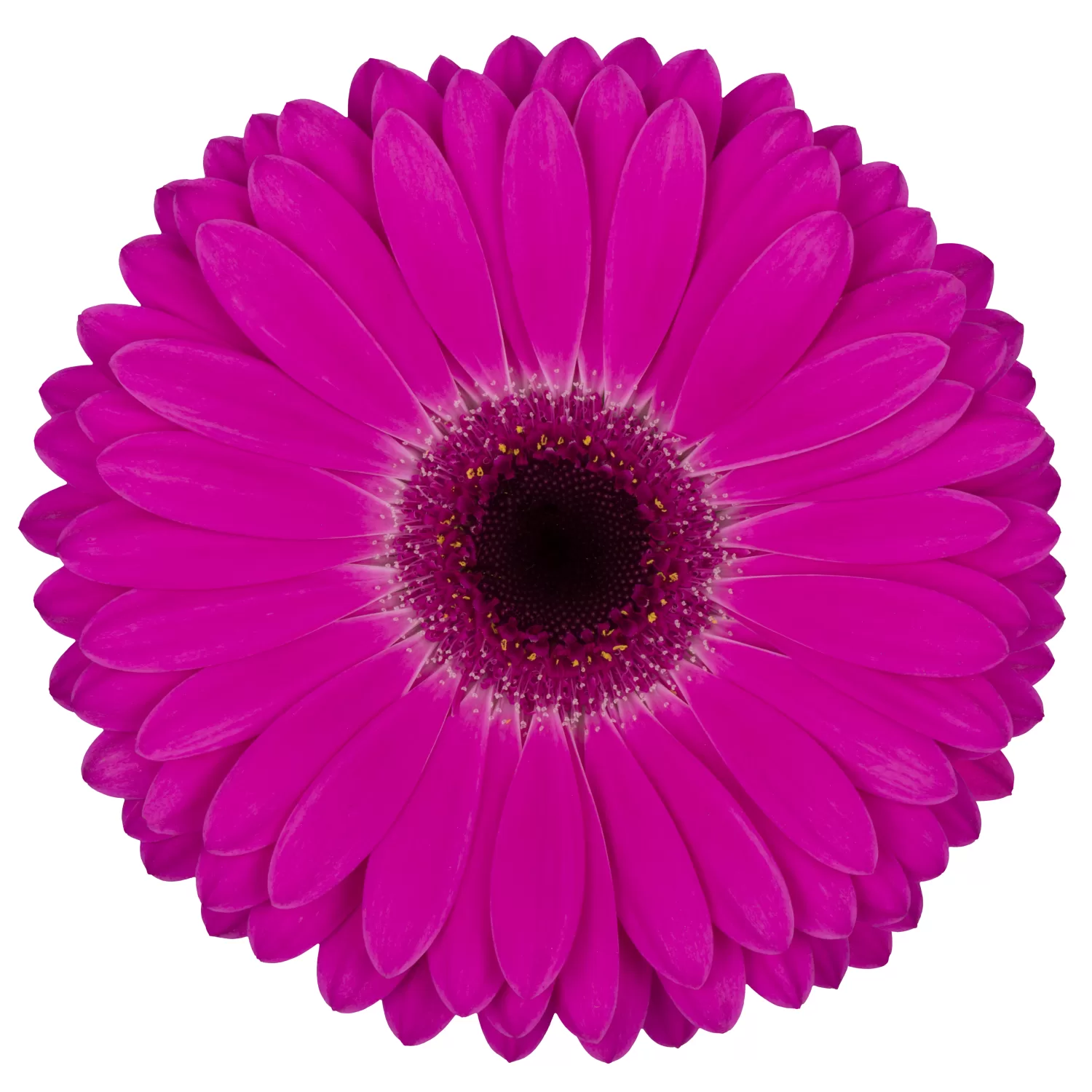 Purple Glow