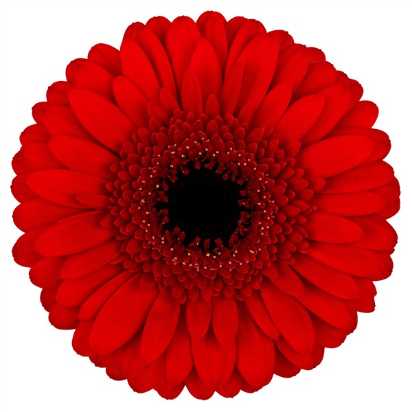 Happy Red